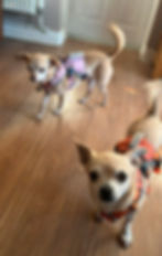 Pixie & Coco (Cambs)