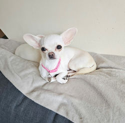 Luna (Leicestershire)
