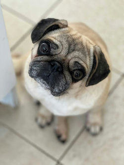 Dotti (Moston)