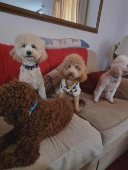 d86bc922-0bda-40e4-b72c-806eba2ca07f