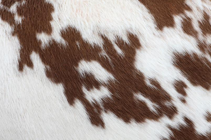 brown-cowhide-wall-mural_1200x630.jpeg