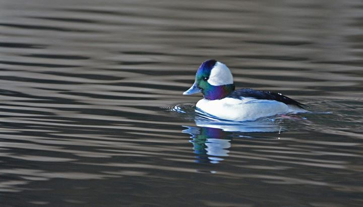 Male bufflehead