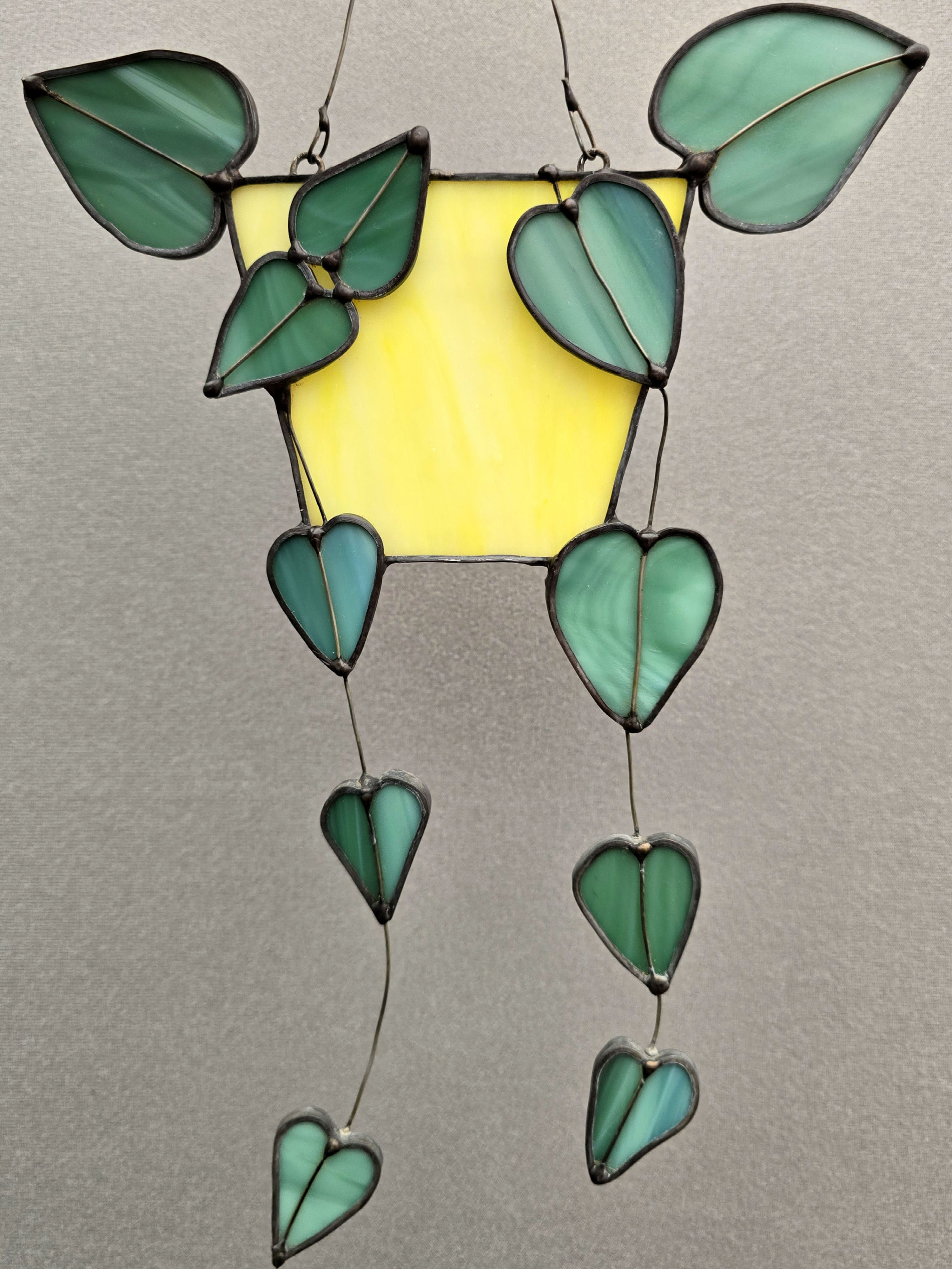 Medium hanging Devils Ivy