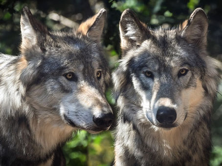 No your dog is not trying to be “dominant” read on to find out why.
