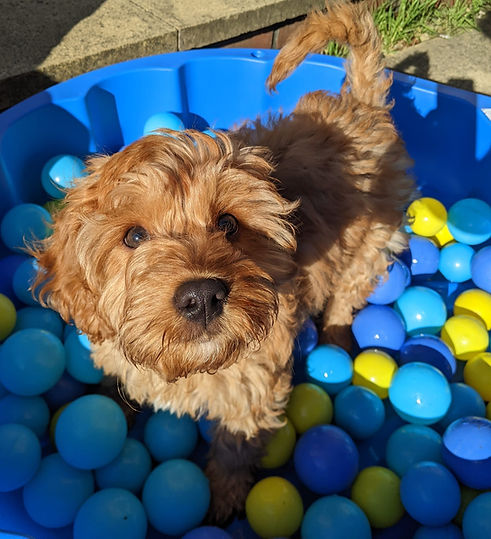 Ball pit.jpg