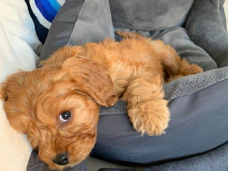 Yet another dog bought for Christmas - A puppy story.