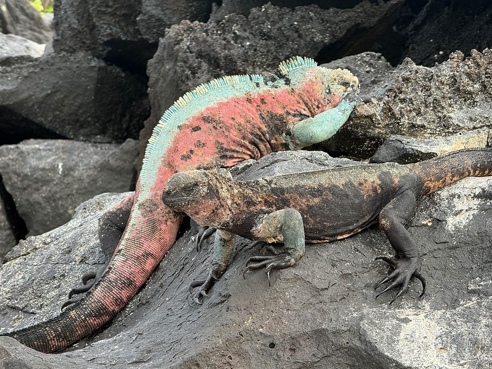 "Christmas" Marine Iguana
