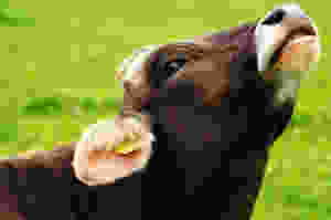 āĻā§ āĻā§ā§ā§āĻā§ āĻā§āϰā§, āϰāϤā§ā§āĻžā§ āĻāĻŖā§āĻĄāϝā§āĻĻā§āϧ