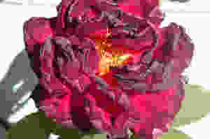 কন্যাসন্তানের জন্মদান, অভিযোগ পুড়িয়ে মারার