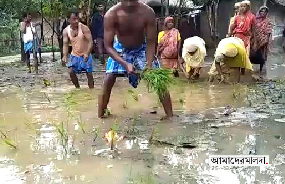 Protests erupted by planting paddy trees on the muddy roads
