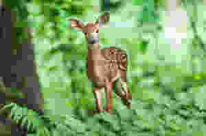 āĻĒā§āϰāĻŦāϞ āĻ āĻžāύā§āĻĄāĻžā§ āĻŦāĻžāϰāĻĻā§ā§āĻžāϰāĻŋ āĻĄāĻŋā§āĻžāϰ āĻĒāĻžāϰā§āĻā§āϰ āĻšāϰāĻŋāĻŖ āĻ
āϏā§āϏā§āĻĨ