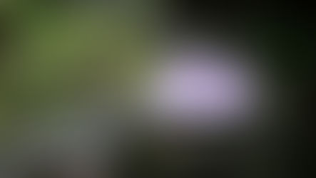 মহানন্দার ঘাটে কুকুরে খুবলে খাওয়া সদ্যোজাতের লাশ