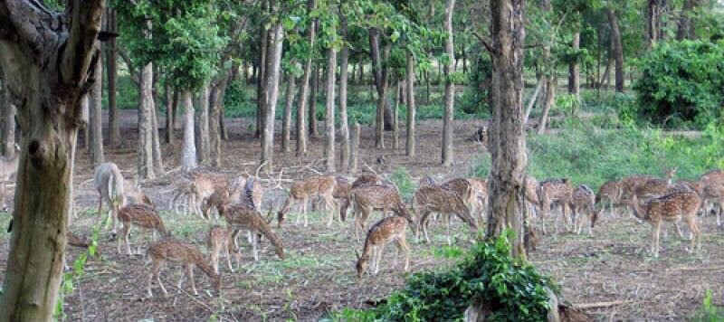Adina Deer Forest