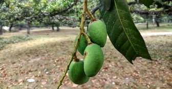 হঠাৎ ঝড়ে তছনছ আম, সরকারের শরণাপন্ন চাষি