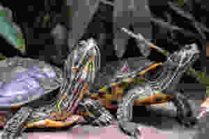 āĻŽāĻžāϞāĻĻāĻž āϏā§āĻā§āĻļāύ āĻĨā§āĻā§ ā§Ēā§ŽāĻāĻŋ āĻāĻā§āĻāĻĒ āĻāĻĻā§āϧāĻžāϰ