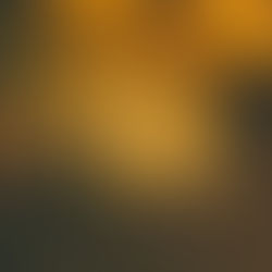 গাছে গাছে আমের মুকুল, ভালো ফলনের আশা মালদায়