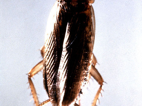 La causa de la cucaracha