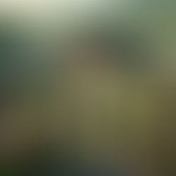 A Razão da Existência da GPPN em "Verde Louro: O Prólogo da Selva"