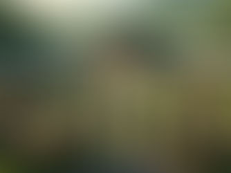 A Razão da Existência da GPPN em "Verde Louro: O Prólogo da Selva"