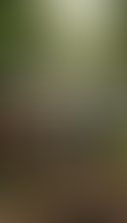 Base Verde Louro, entre a Realidade e a Ficção