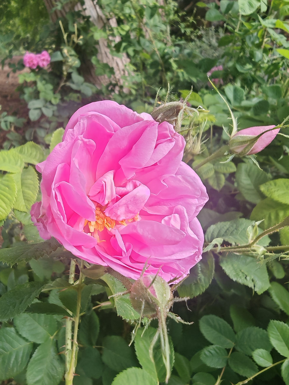 Vivre avec la Rose