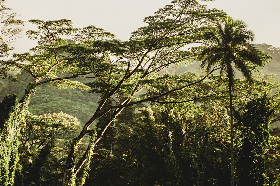 Beautiful Nature_edited.jpg