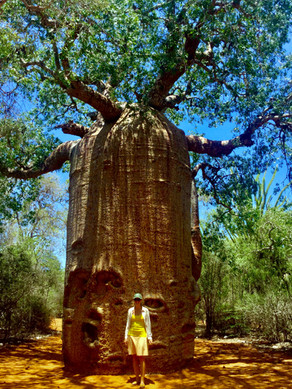 Mr. Baobab and Me