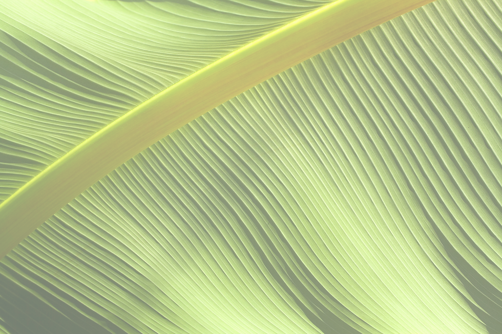 Leaf_edited_edited.png