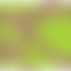 Lineup announced for the 20th edition of Pique!