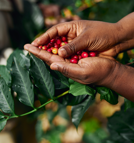 african-worker-is-gathering-coffee-beans-on-planta-2024-10-18-08-09-52-utc 1.png