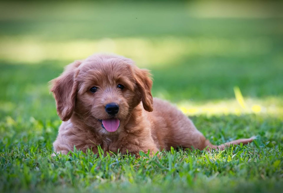 Perfect Mini Goldendoodle Playing