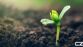 Young green sprout with dewdrop on leaf in moist soil, blurred earthy background, calm and fresh ambiance. White "CZ" text at bottom. Craig Zuber's Weekly Edge