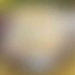 Belle Torte Cakes  Autumn Harvest cake