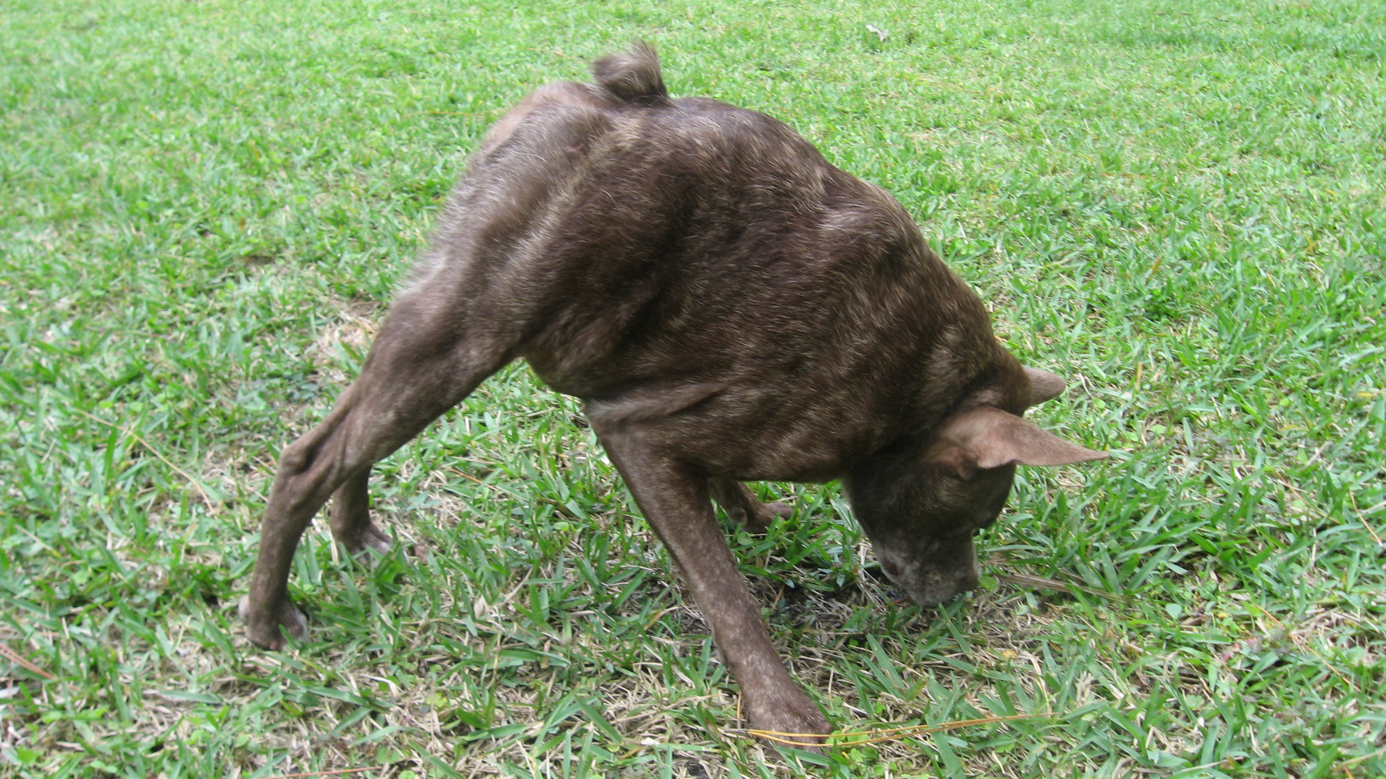 Quasi Modo - Ugliest Dog In the World 2015