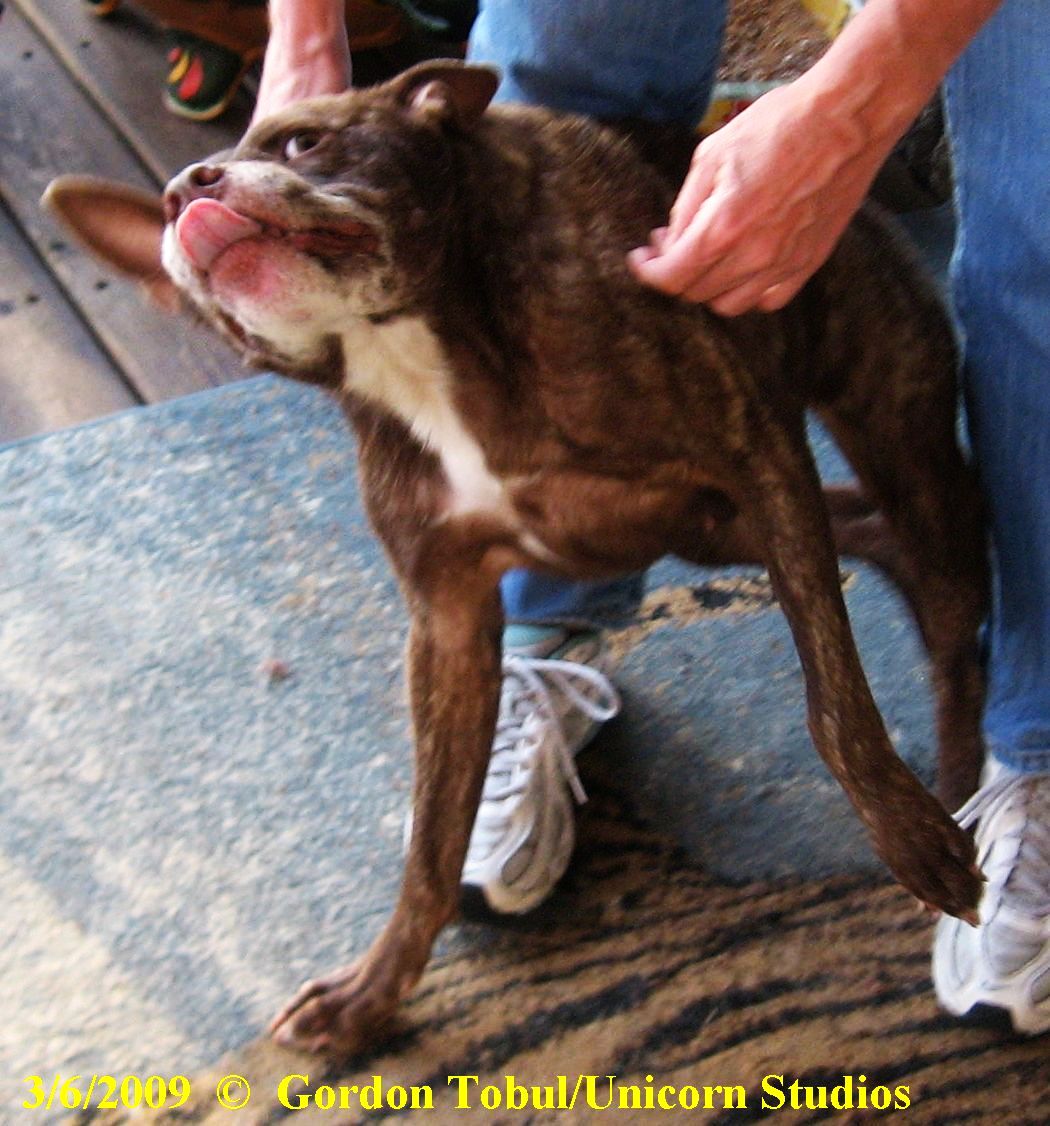 Quasi Modo - Ugliest Dog In the World 2015