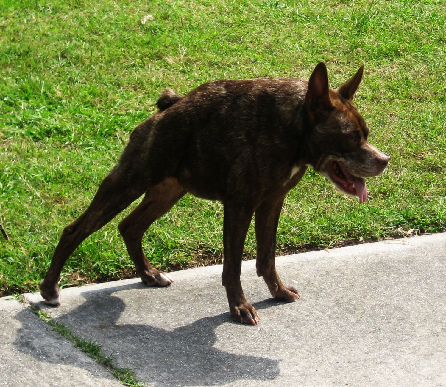 quasi modo the dog quasi modo the dog
