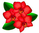 orchid graphic.jpg