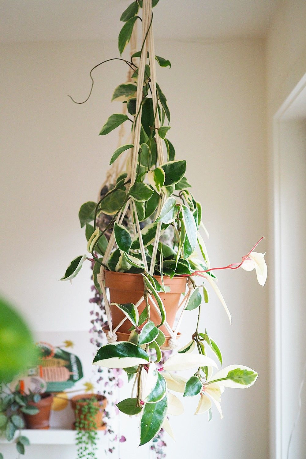 Houseplant Home Interiors Design Biophilia Sustainable Eco-friendly London Plants