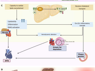 Metabolic-dysfunction associated steatotic liver disease and atrial fibrillation: A review of pathogenesis