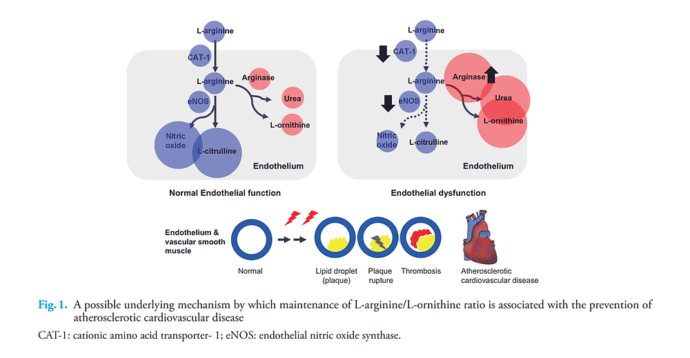 LArginine, Nitric Oxide, and Endothelial Dysfunction Underlying