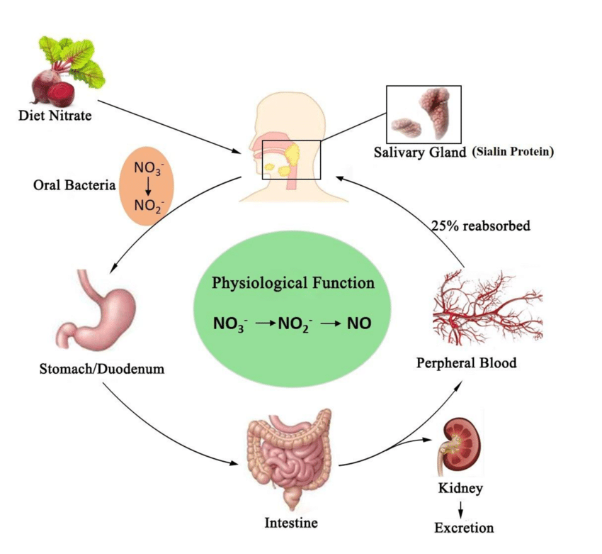 Moderate doses of dietary nitrate elicit greater effects on blood ...