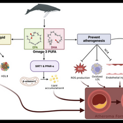 Guardians of the sea: molecular and biochemical adaptations in sharks and whales for atherosclerosis resistance and their potential in human cardioprotection