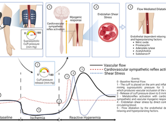 Reactive Hyperemia and Cardiovascular Autonomic Neuropathy in Type 2 Diabetic Patients