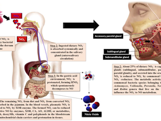 A Critical Review on Vasoactive Nutrients for the Management of Endothelial Dysfunction