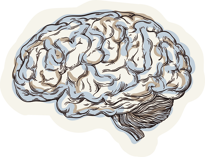 plain brain (with blob).png