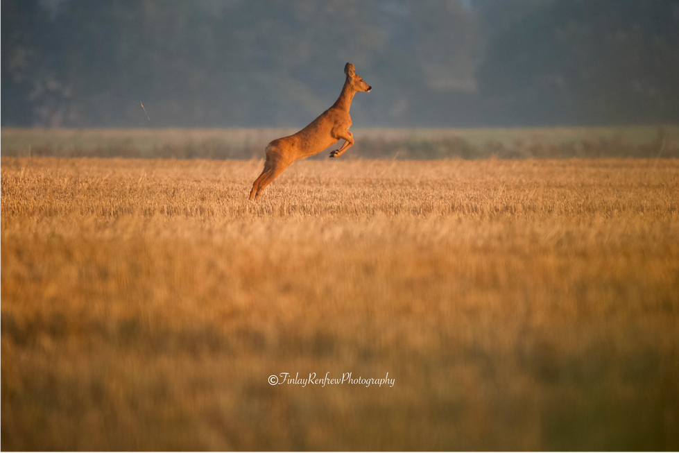 Roe Deer leaping