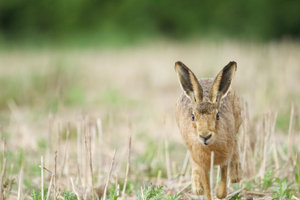 Brown Hare running into Frame