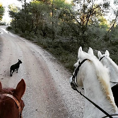 Happy horses enjoying a winter walk #establodecrystal #horseriding #valderrobres #adventur