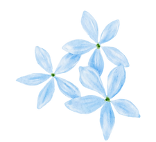 Flowers_edited_edited.png