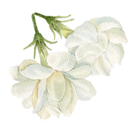 white flower_edited.png